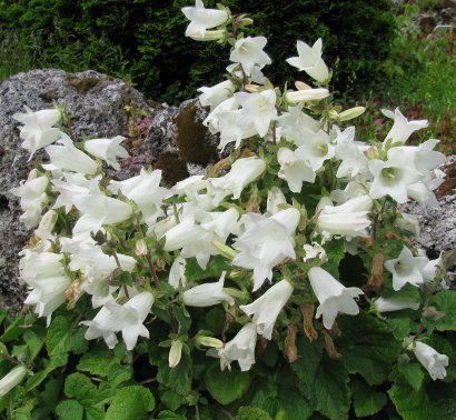 Campanula 'Cremewit' 